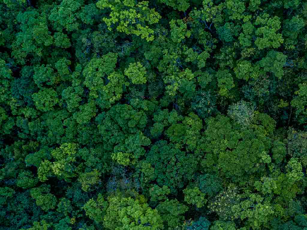 imagem florestas